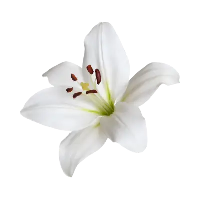 White funeral Flower NB